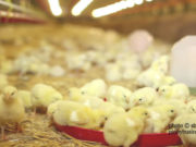Guide-on-How-to-Start-Raising-a-Chicken-Poultry-Business